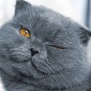 고양이나라 이미지