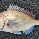 구조라위판장 이미지