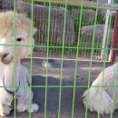 올라알파카 카페 이미지