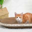 멍냥이노리터 이미지