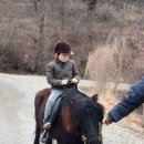 양평양떼목장 이미지