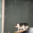 나에개로 이미지