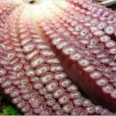 아야진생태찌개 이미지