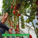 사석농장 이미지