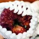 햇빛촌 농원 이미지