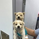 청주시 반려동물보호센터 이미지