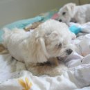 이개보개 | 요크셔테리어 새미님의 애정선물 :) 너무너무 감사한 선물 ㅠㅠ