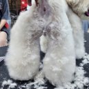 김포에이스애견미용학원