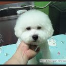 애니펫살롱 Daum카페