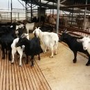 승희축사 이미지