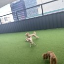 멍크라운 이미지