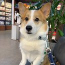 파주365동물의료센터 이미지