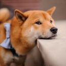 아이안 동물의료센터 이미지