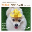 힐링그루밍 네이버블로그