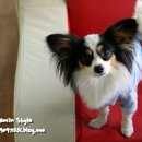 개털깎는집 이미지