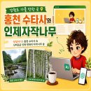 자작바위 | 2026년 강원도 가볼 만한 곳 | 당일치기 홍천 수타사와 인제자작나무