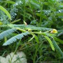 머리사랑 이미지