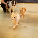 퍼피쿠키 이미지