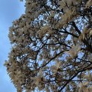 수레세탁소 이미지