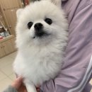 수호 동물병원 네이버블로그