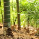 맹종죽테마공원 이미지