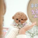 부산강아지분양 미유펫 이미지