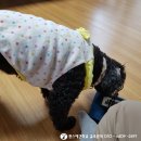 퀸스애견학교