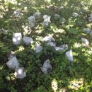 성립농장 이미지