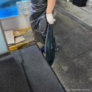 광어한마리 | 원주 _ 광어한마리 단계점 / 광어랑 방어 회 포장 후기