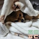 바우미우동물병원 이미지