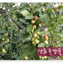 고비올 농장 이미지