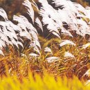 산들바람 / 정인섭 작사, 현제명 작곡 - 안산시립합창단 이미지