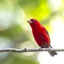 피참새 Scarlet finch ( 중국 백화령 ) 이미지