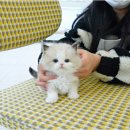 대구고양이분양 테디럽 | 인천랙돌분양 후기 고양이입양 전문 테디럽에서