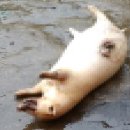 야생생물관리협회 강화지회 이미지