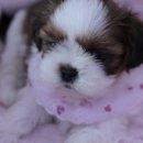 동글동글 이미지