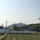 퍼피스그린 | 대전 애견카페 송정동 퍼피스 그린 다녀온 후기