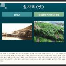 용호동 섶자리 이미지