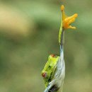 청개구리 이미지