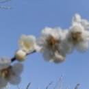 매화농장 이미지