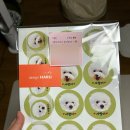 포우포우 반려견 유치원 이미지