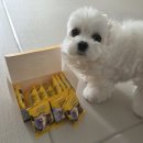 마스코타 펫 이미지
