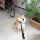 고집 이미지