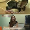 보다더동물농장 이미지