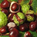 마로니에 이미지