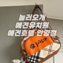 놀러오개 애견유치원 애견호텔 안양점 네이버블로그