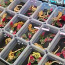 첨단기업5로1R-25 | 구미 렙타일페어 방문 후기 구미코 파충류 박람회 나들이