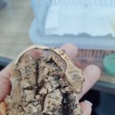 파꼬