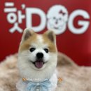 핫!Dog 이미지