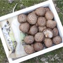 김미자농장 이미지